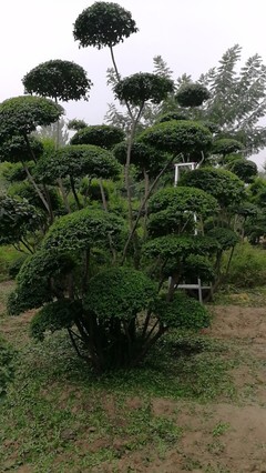 小葉女貞造型樹品種圖鑒與種植經(jīng)營(yíng)指南