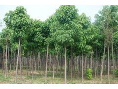 河南省太康縣國新苗木種植專業合作社 優質速生楸樹，規格齊全，大量供應