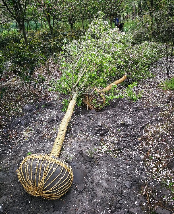 成都西府海棠種植基地 供應(yīng)北美海棠，直發(fā)全國(guó)工程景觀
