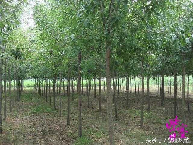 欒樹(shù)的適生區(qū)域與種植技術(shù)要點(diǎn)——以保定綠迪源園林為例